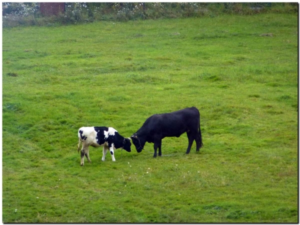 Krowy na pastwisku